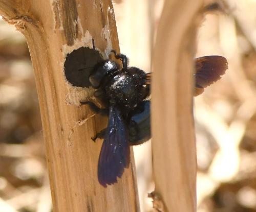 Xylocopa iris